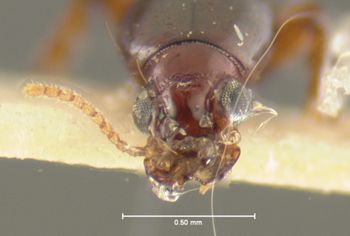 Media type: image;   Entomology 23851 Aspect: head frontal view